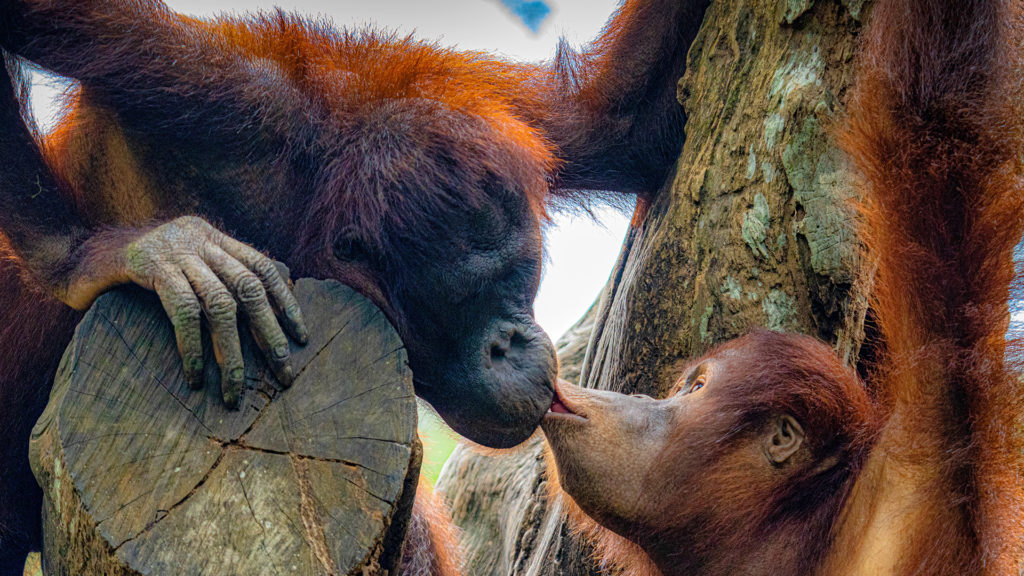 Szupercuki Valentin napi videóval jelentkezett az Állatkert