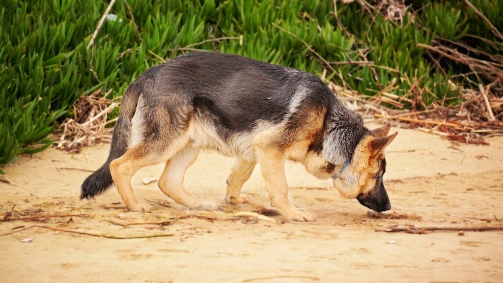 A németjuhászok gyönyörű kutyák. Képünk illusztráció (Fotó: Pexels.com)