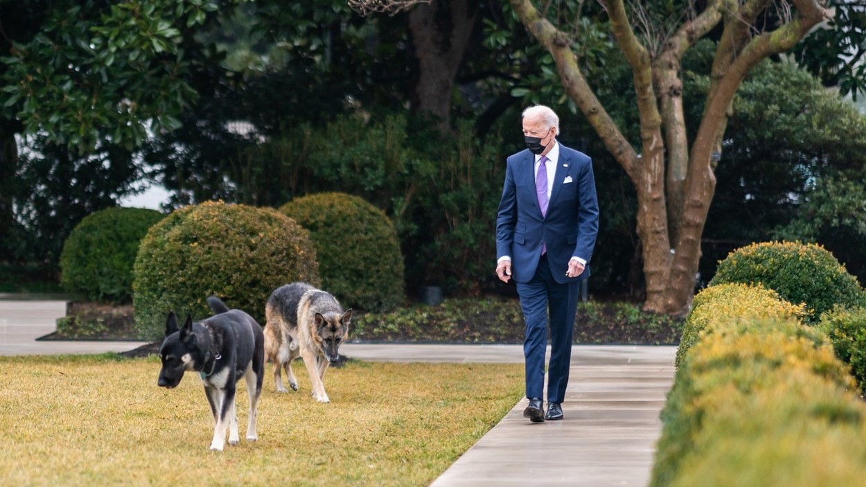 Joe Biden és két kutyája, Major és Champ a Fehér Ház kertjében.