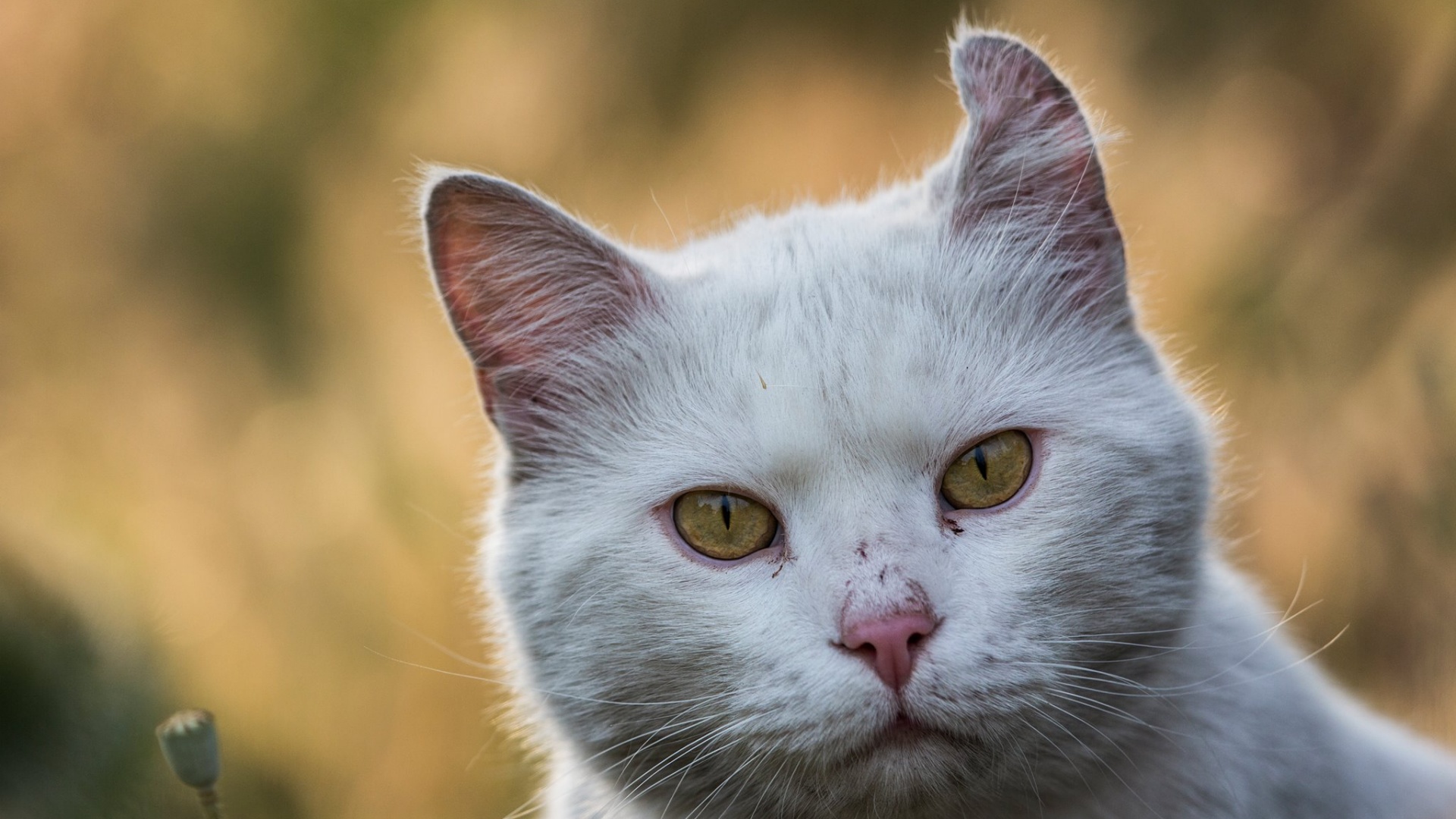 Túró Gróf, a fehér macska