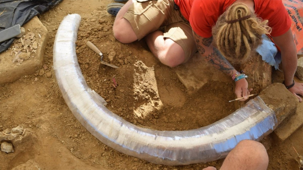 Egy mamut maradványai kerültek elő egy osztrák autópálya építkezésén