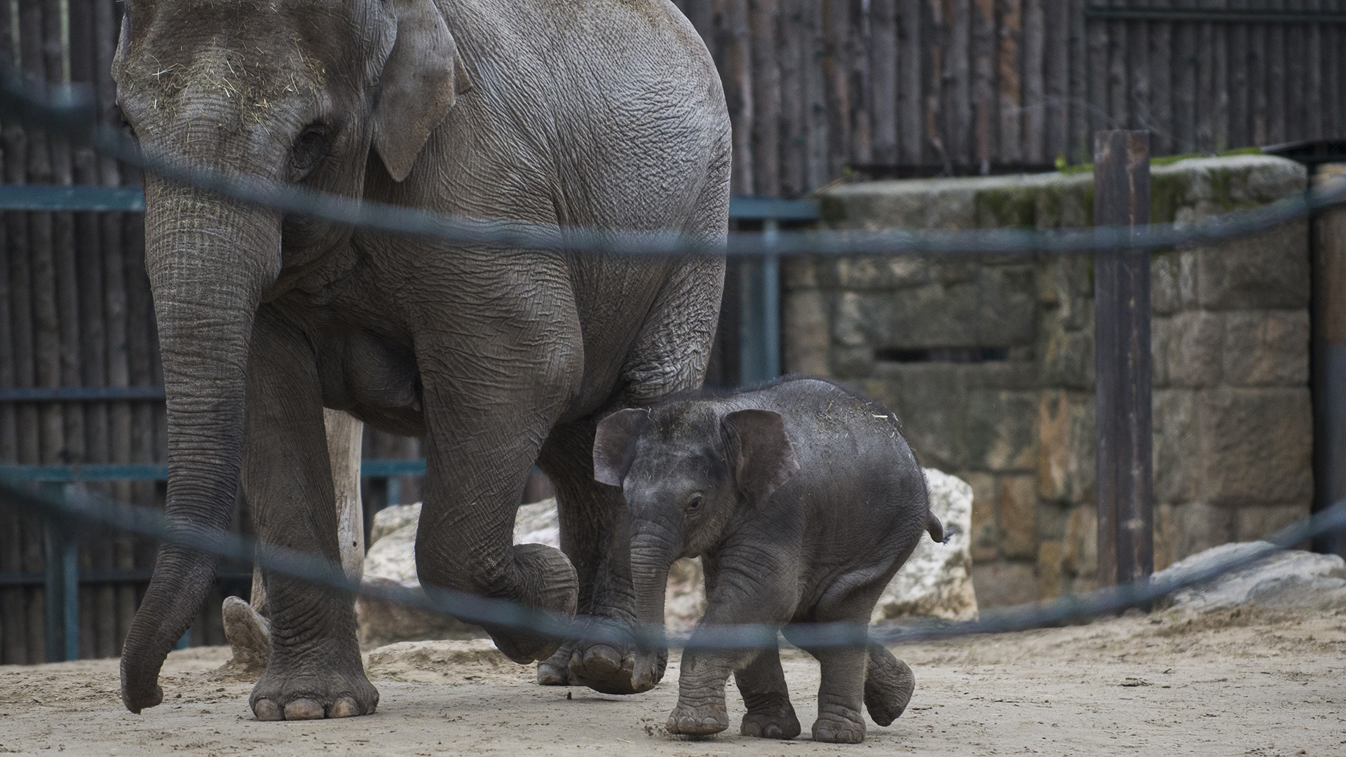 Licitálni lehet a fővárosi állatkert kiselefántjának láblenyomatára
