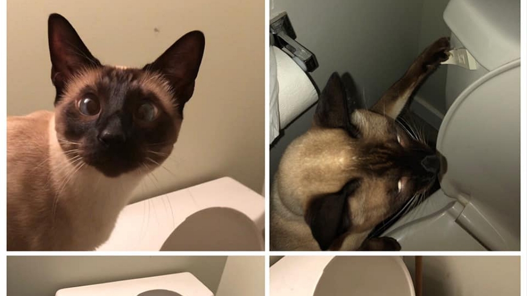 Ismerd meg Kait, a macskát, aki mindig lehúzza maga után a vécét - videó