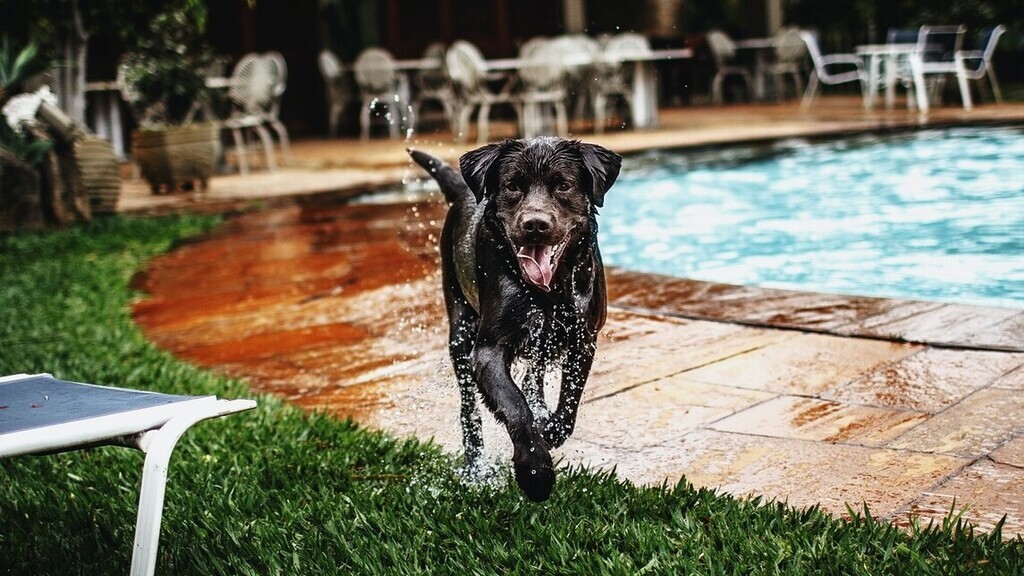 A kutyák nagyon önfeláldozóak tudnak lenni. Képünk illusztráció (Fotó: Pexels.com)