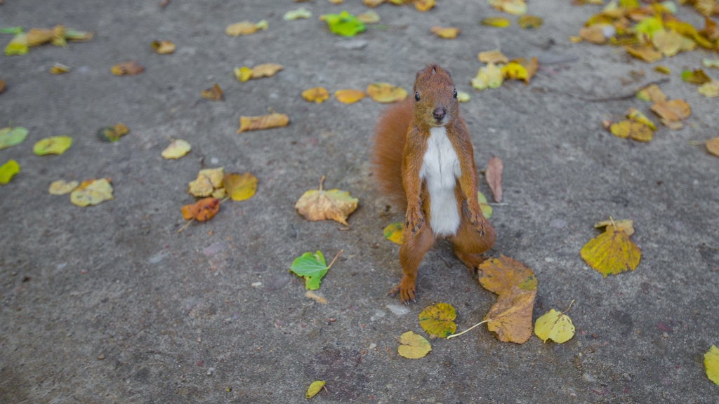 Megható: Kulacsából adott vizet a szomjas mókusnak
