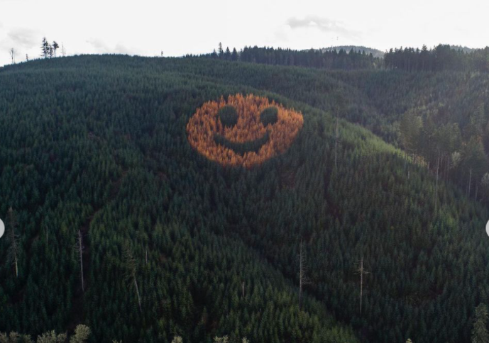 Természetes "emoji": Mosolygó arcot formáznak meg az oregoni őszülő fák
