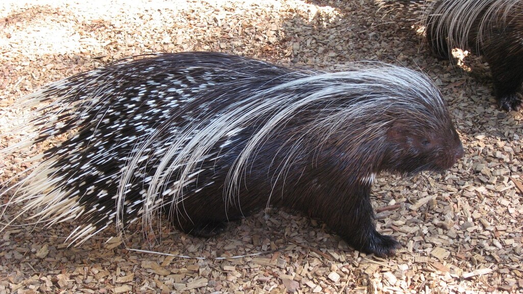A tarajos sül rendkívül jól fésült állat (Fotó: Wikipédia)