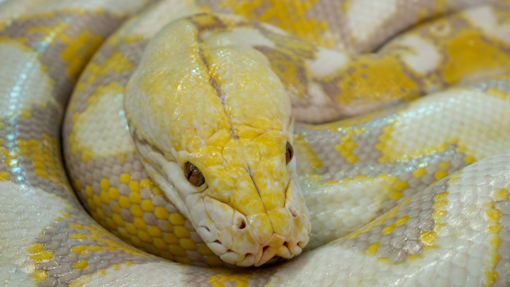 kígyó fogyni megmagyarázhatatlan fogyás csökkent étvágyat