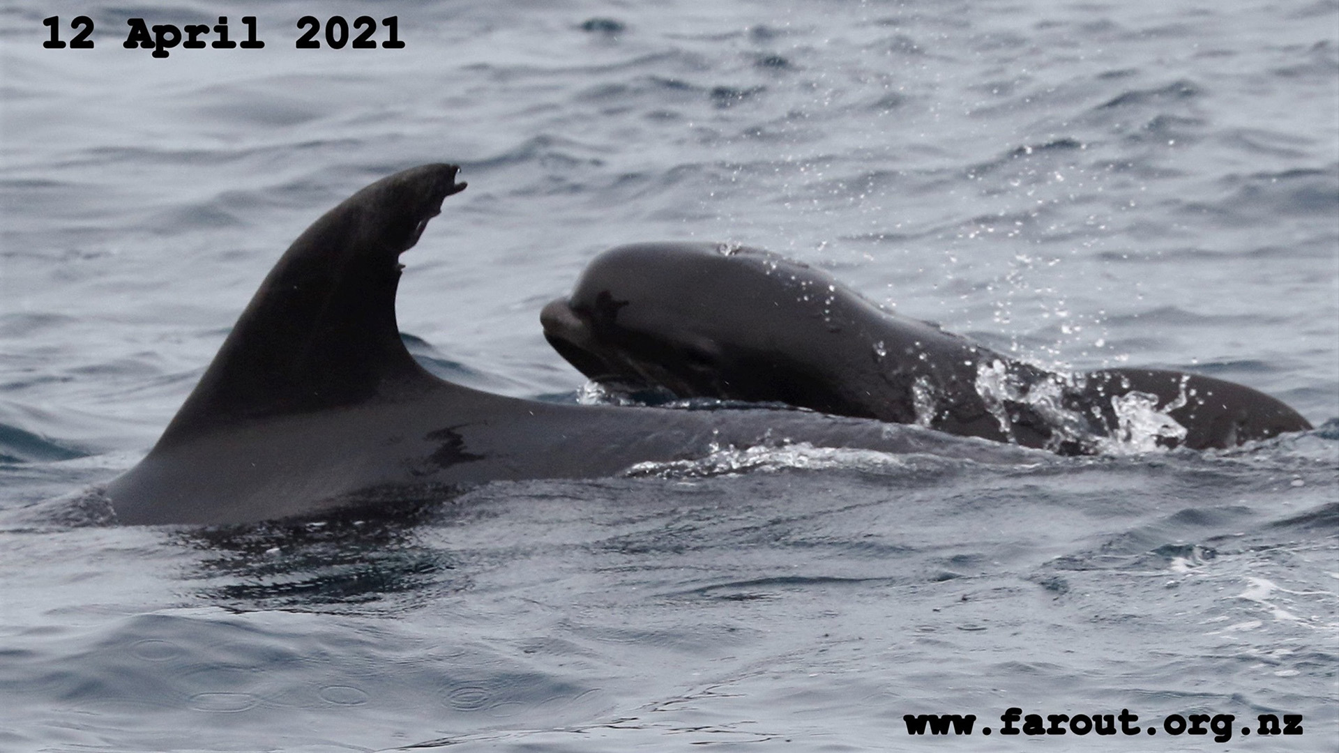 Örökbefogadás delfinfajok között
