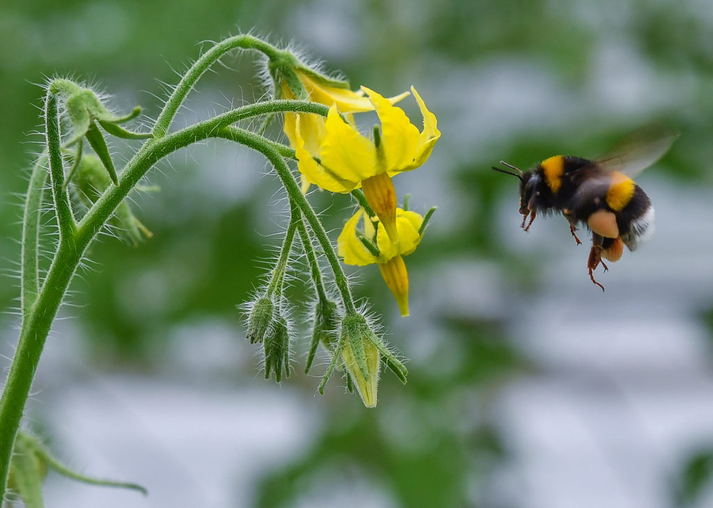 A méhek magasabb fokozatba kapcsolnak, hogy a hanggal kinyerjék a virágport