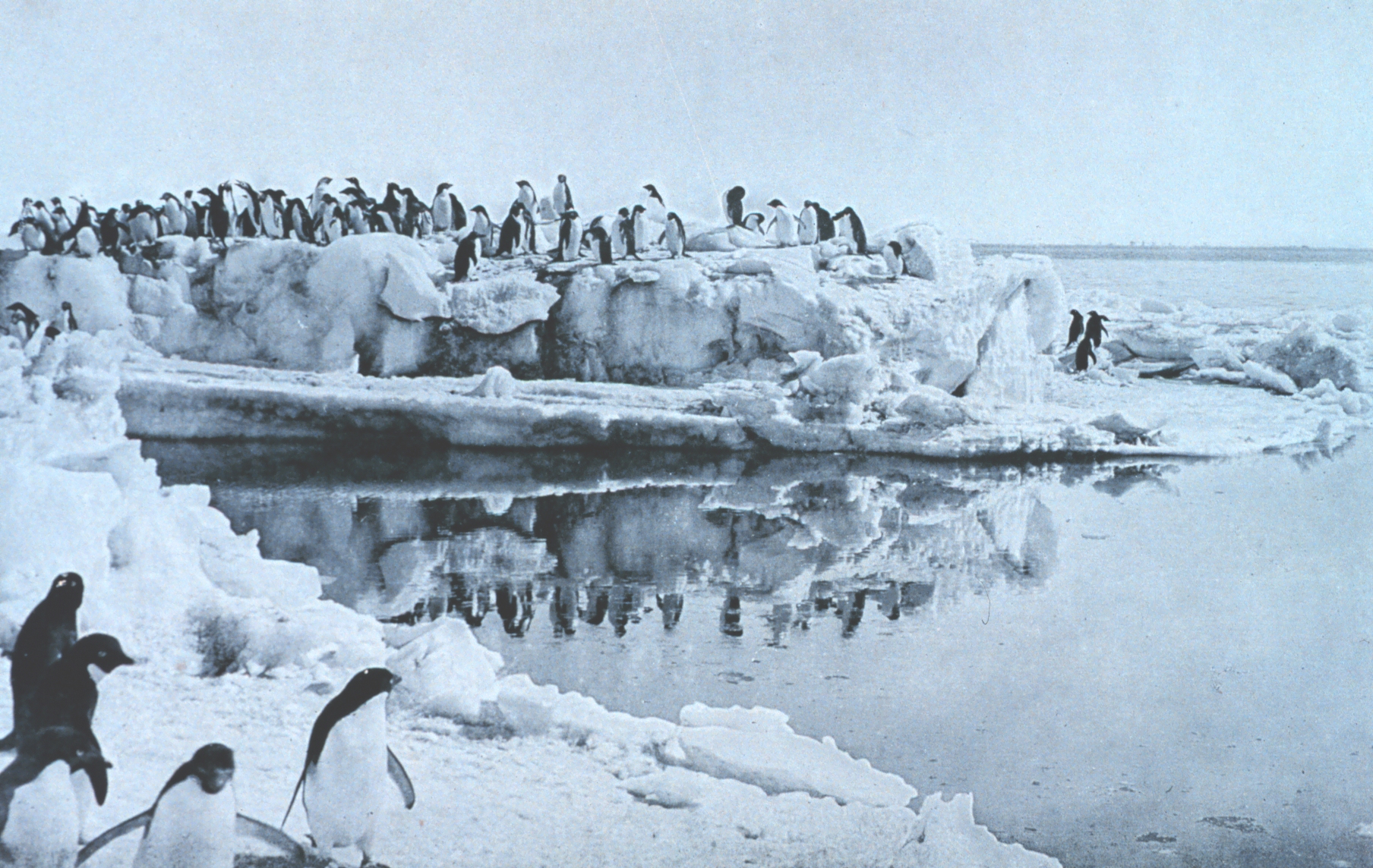 Levick fotója az antarktiszi pingvinkolóniáról (forrás: Wikipedia)