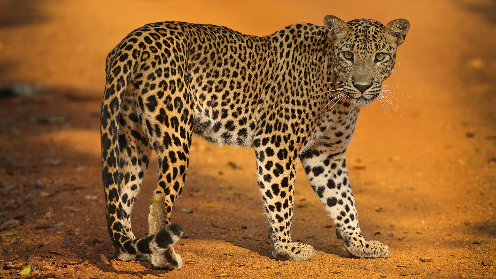 Elhallgatta a szafaripark, hogy megszökött három leopárdja