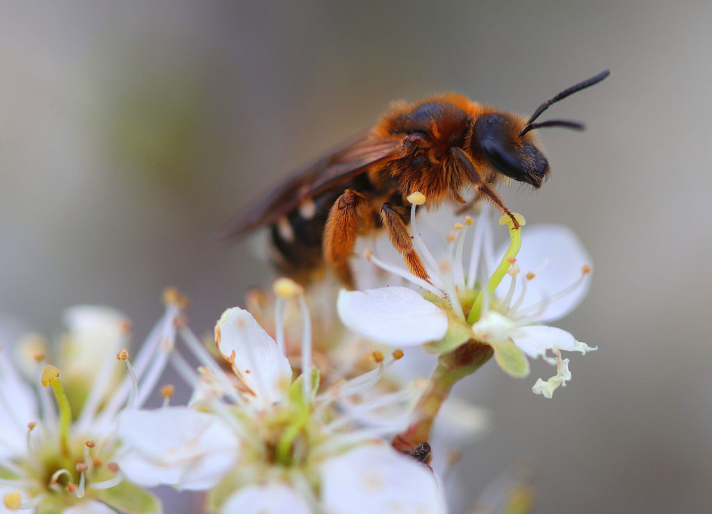 Miért fontos megmenteni a méheket?