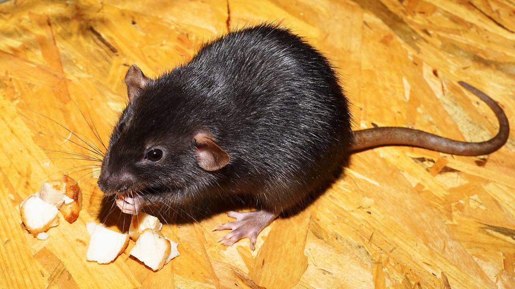 patkány eszik