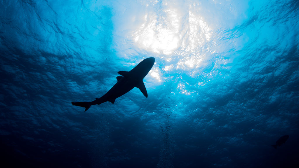 NFT-cápákkal segítheted az óceánok megmentését