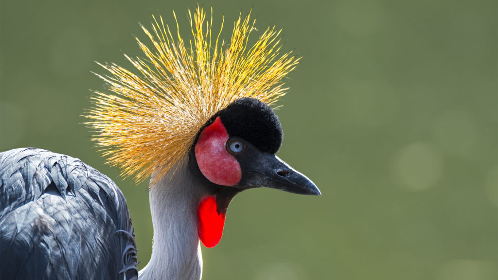 Különleges madarakkal gyarapodott a debreceni állatkert