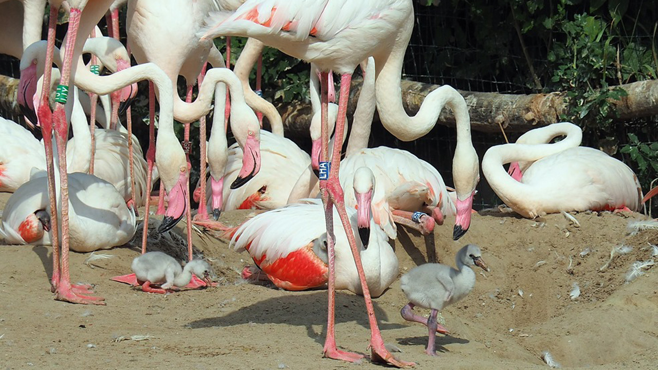 Flamingó bébibumm a Fővárosi Állatkertben