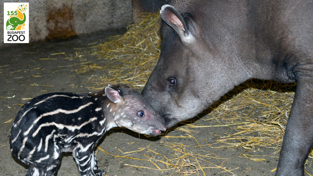 Szavazd meg, mi legyen a neve a Fővárosi Állatkert tapírbébijének