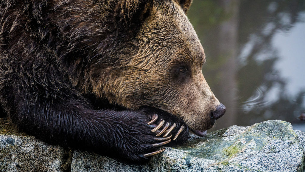 Nem sokon múlott, hogy megölje a medve a meggondolatlan turistát