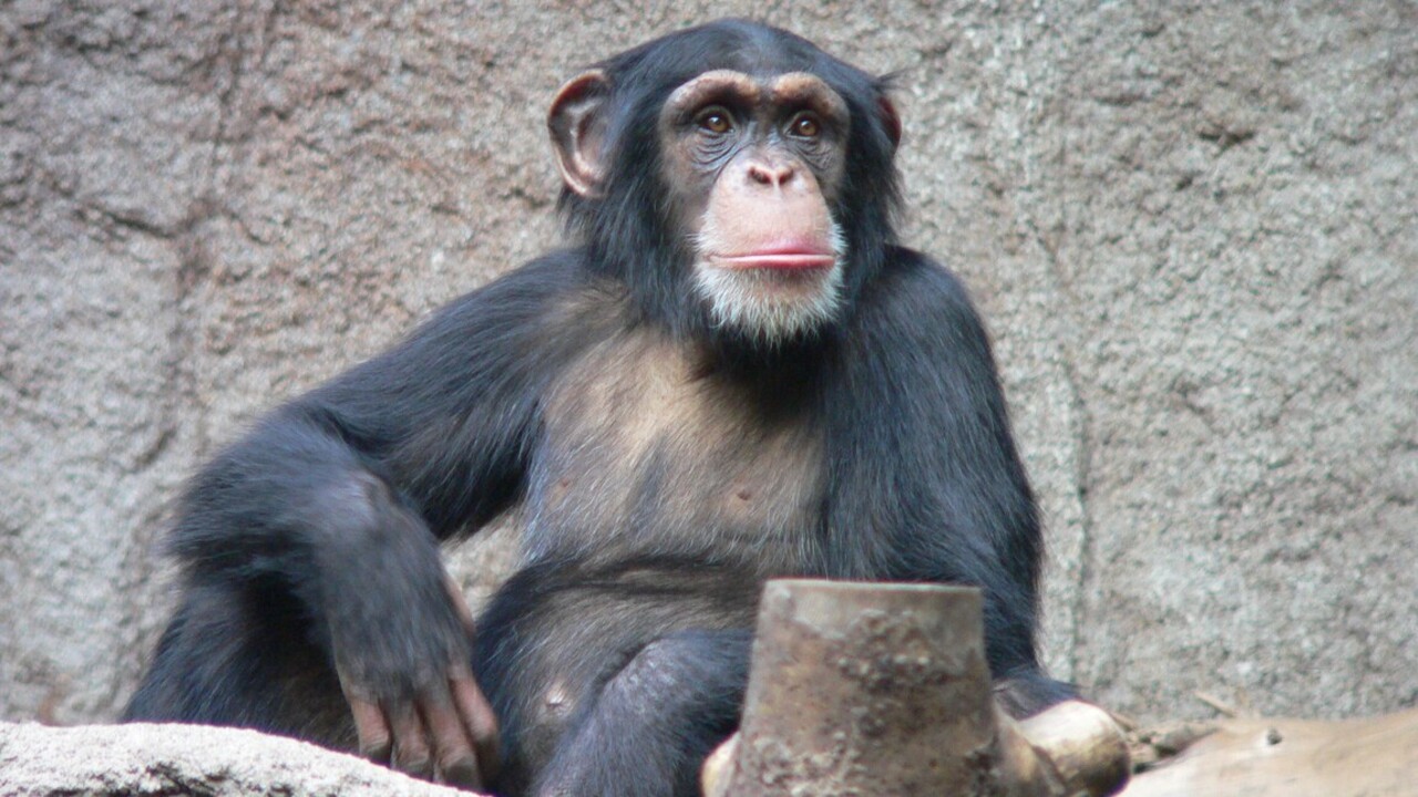 A csimpánz-ember kapcsolat nem léphet túl egy határt&nbsp; (Fotó: Wikipédia)