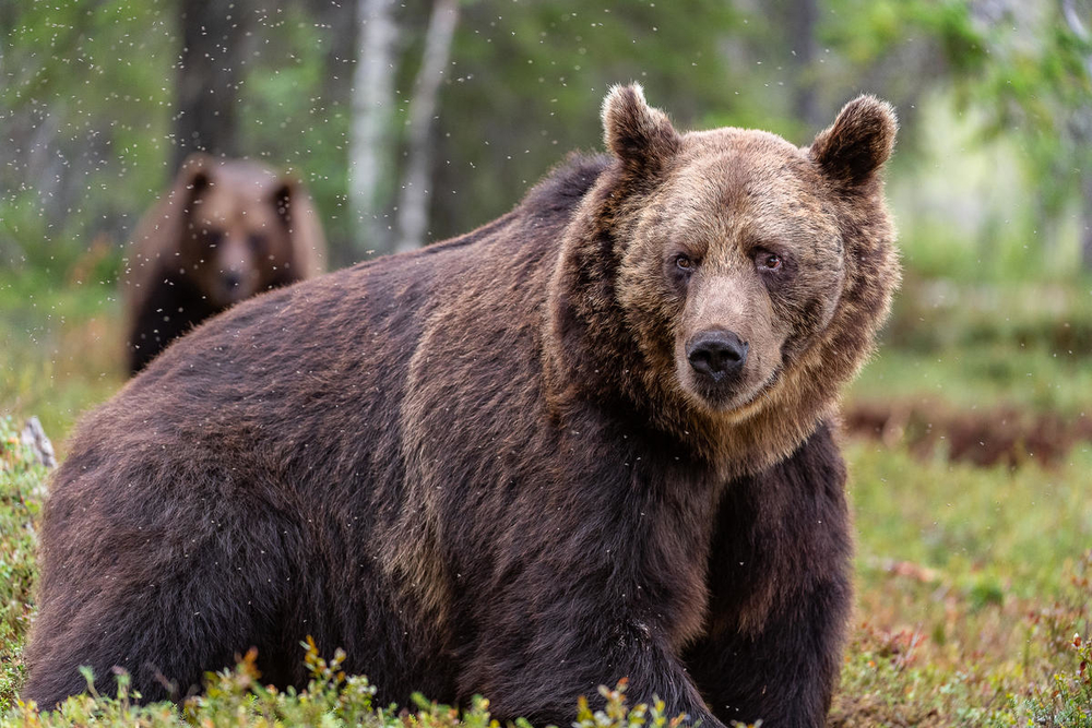 Medvék járnak köztünk, kell félnünk tőlük?