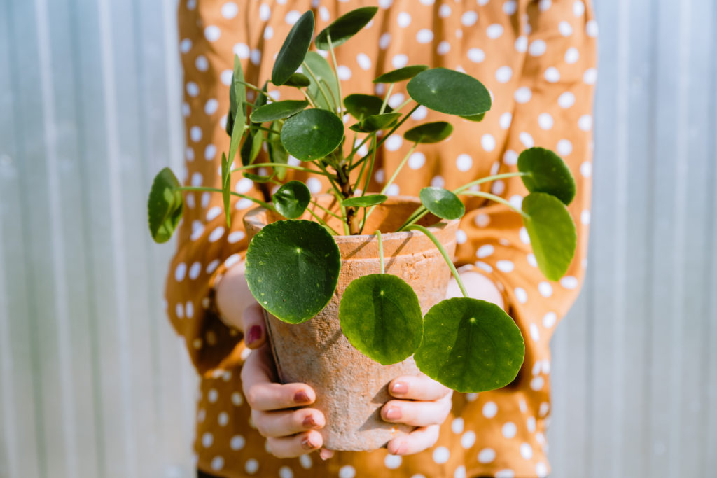 Pilea peperomioides (Fotó: Getty Images)