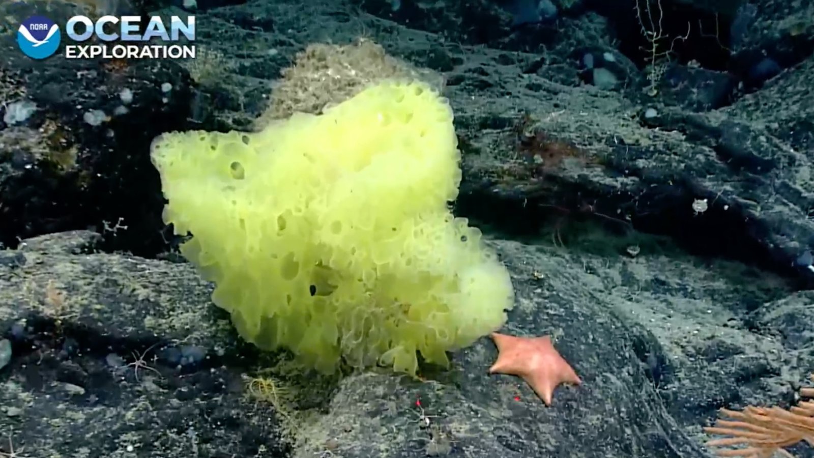 Megtalálták az igazi Spongyabobot és Patrikot az Atlanti-óceán mélyén