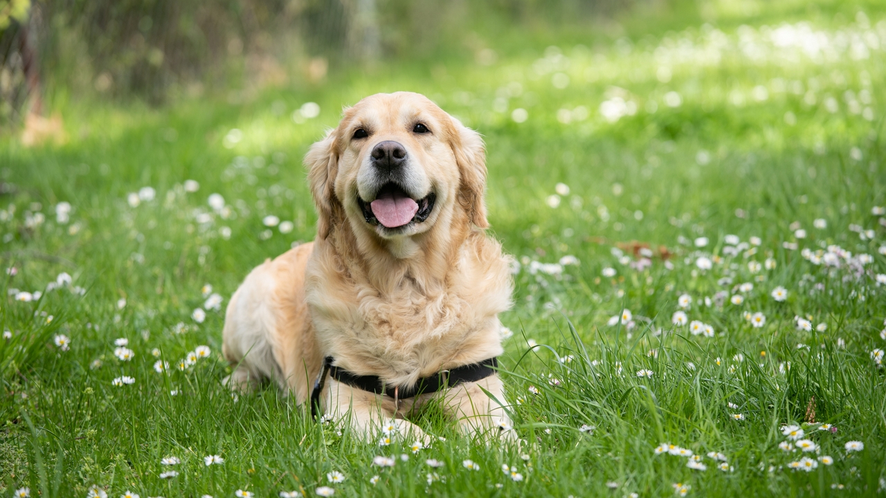 Terápiás kutya segít a poszttraumás veteránon