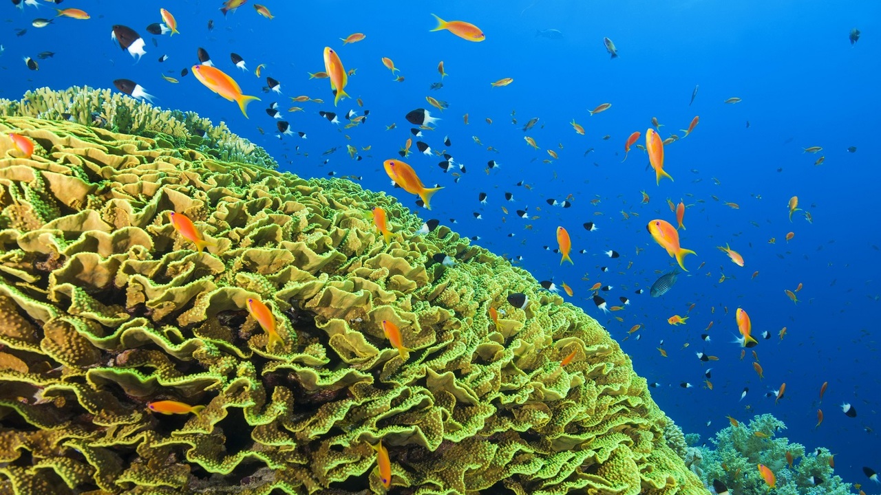 Korallzátonyok térképe