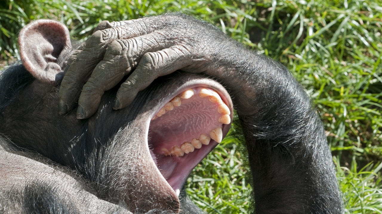 A csecsemő nevetése jobban hasonlít a csimpánzéra, mint a felnőtt emberére