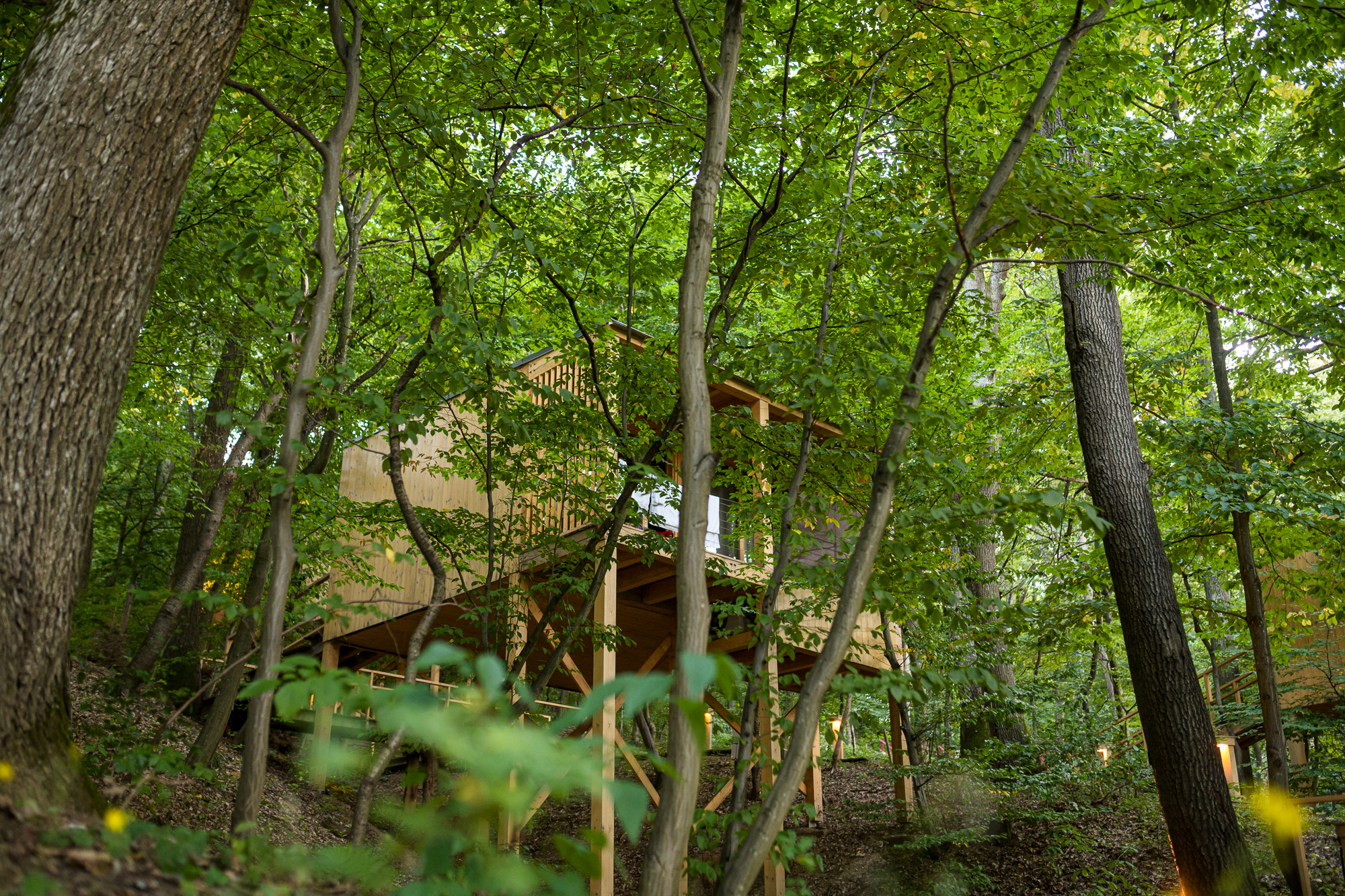 A Treehouses Noszvajon