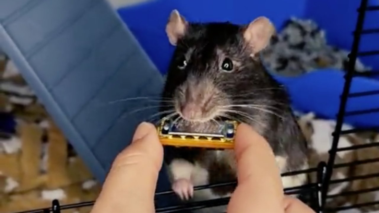 A világ legkisebb szájharmonikáján játszik a patkány