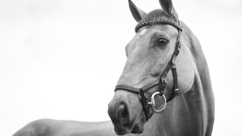 Egyre többen választják Amerikában a lovasterápiát a mentális zavarból való gyógyuláshoz