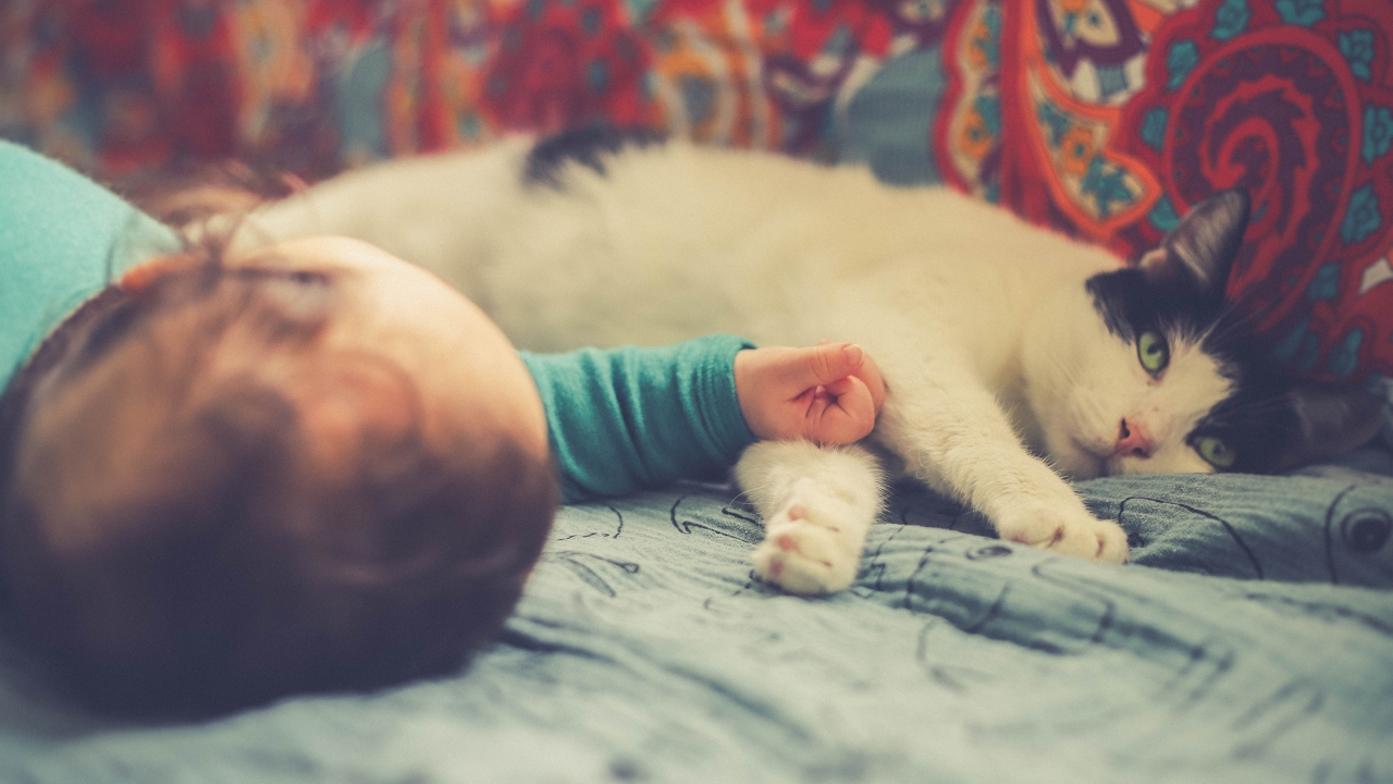 A macskák nyugodtabbá válnak az autista gyermeket nevelő családokban