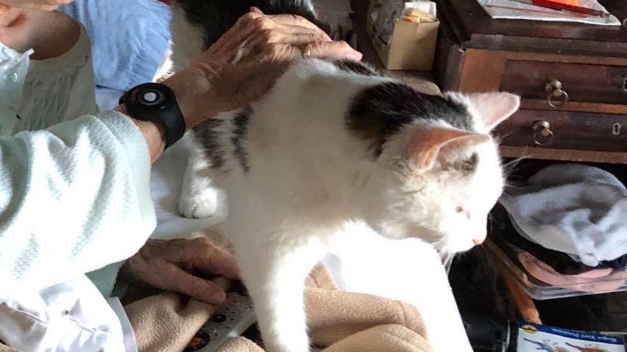 19 éves cicát fogadott örökbe a 101 éves asszony
