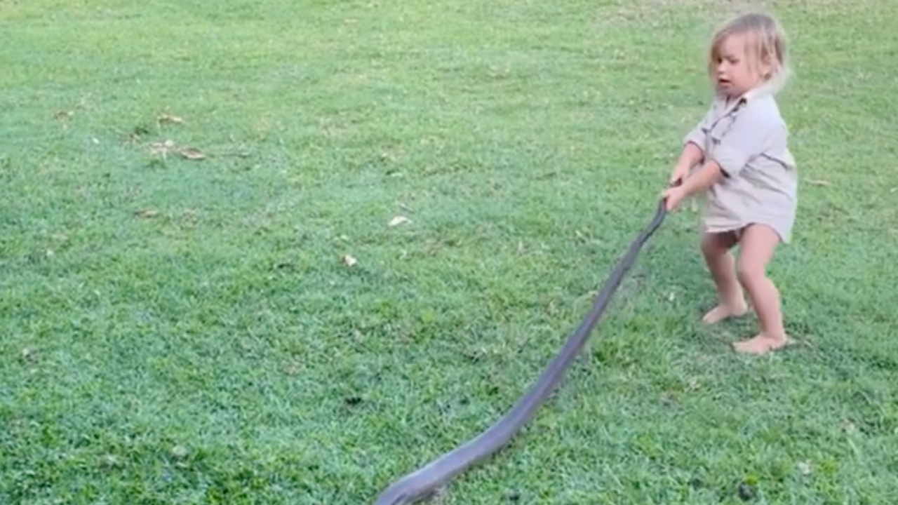 A farkánál fogva húzta arrébb az óriási kígyót a 2 éves kisfiú