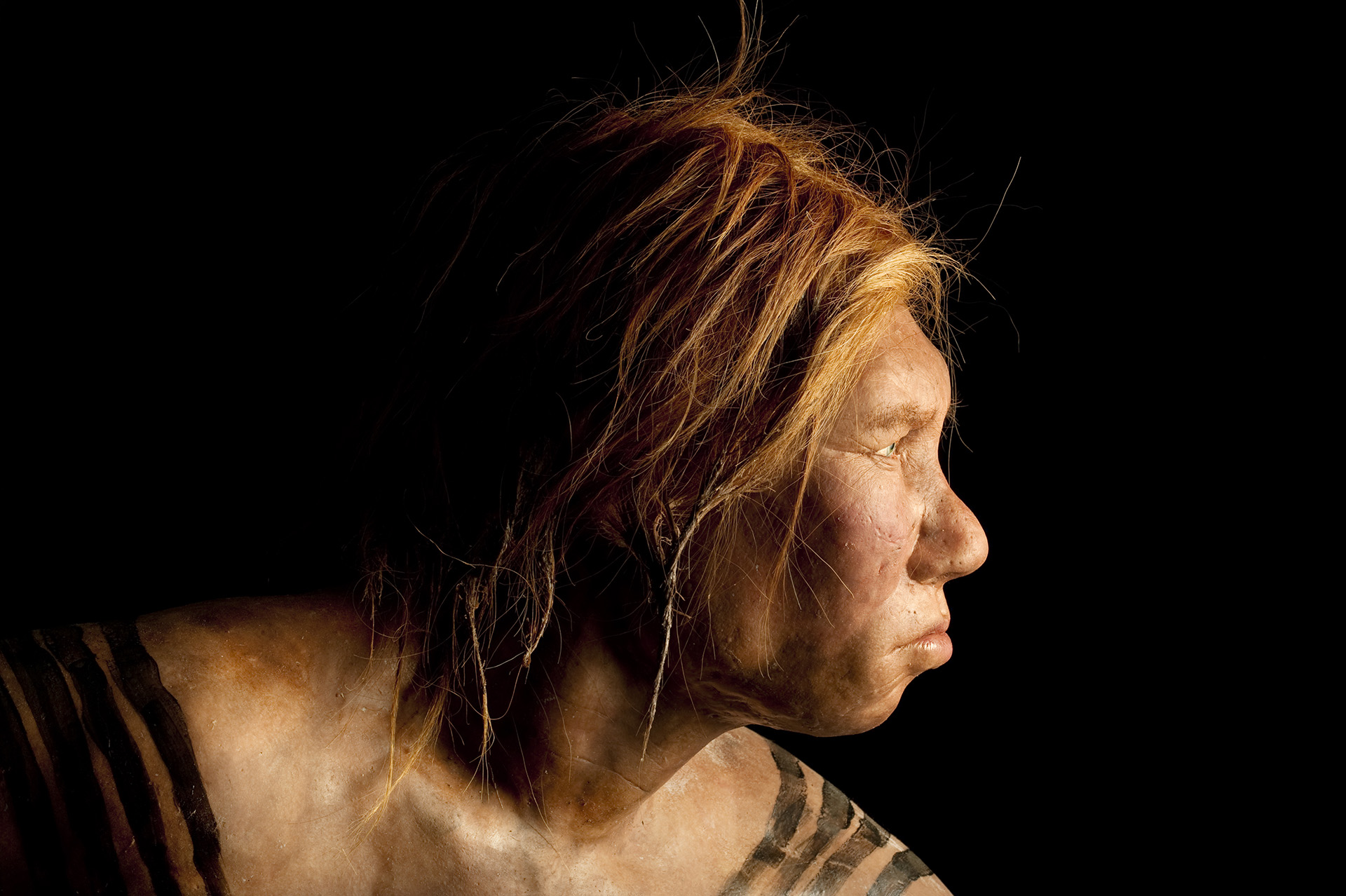 Neander-völgyi ősember viaszfigurája