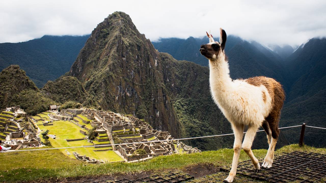 láma a Machu Picchu előtt