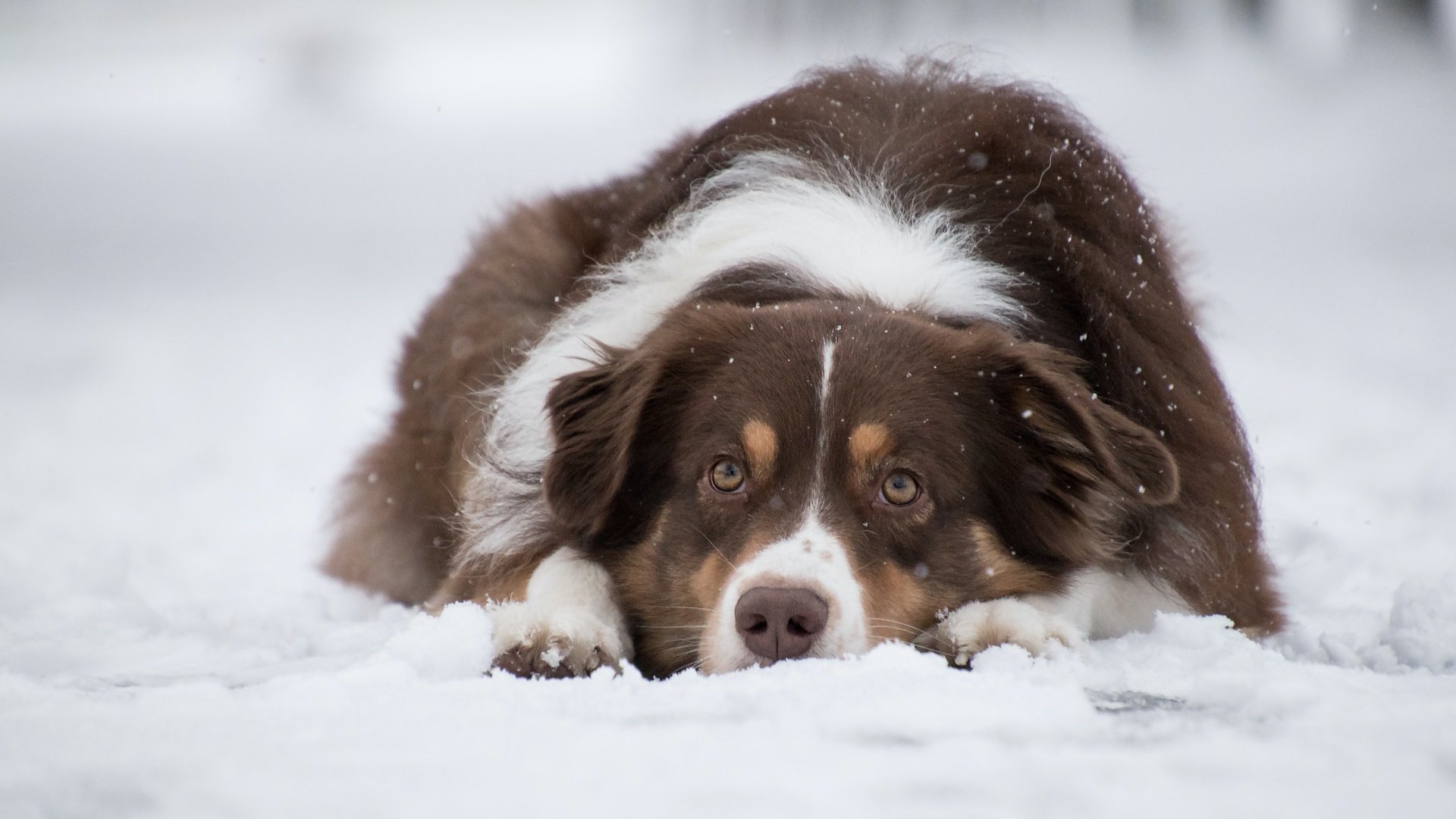 Kutya fekszik a hóban