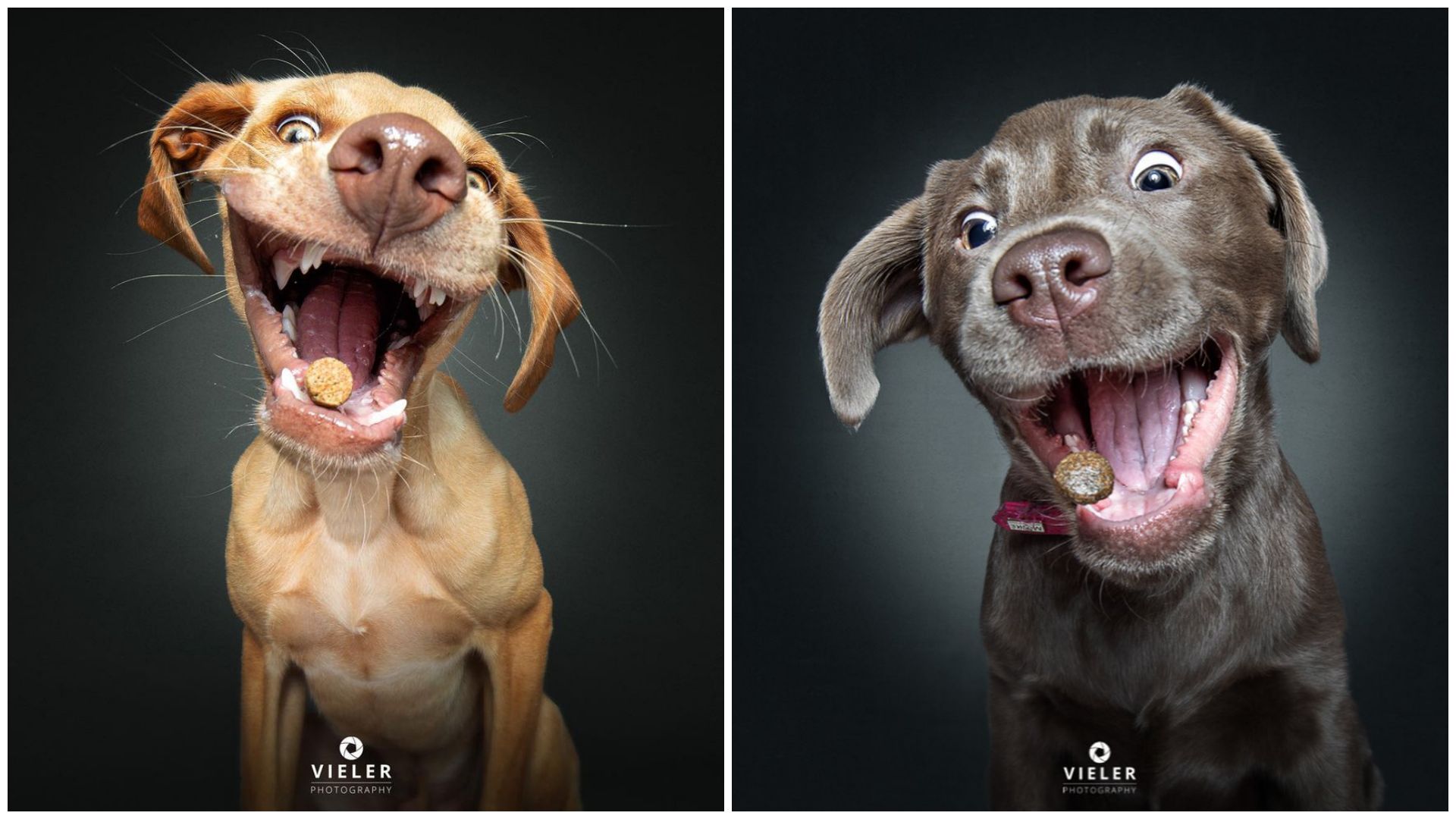 Így kapják el a kutyák a jutalomfalatot – zseniális fotók