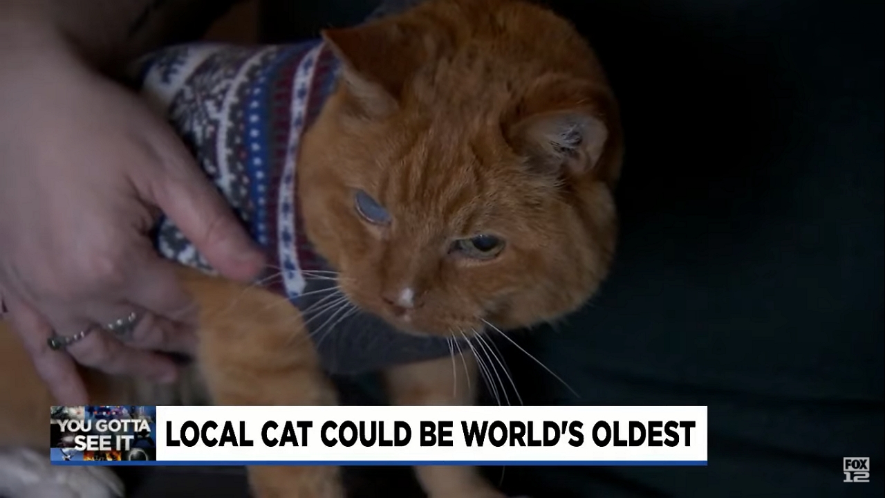 Samm lehet a világ jelenleg élő legidősebb cicája