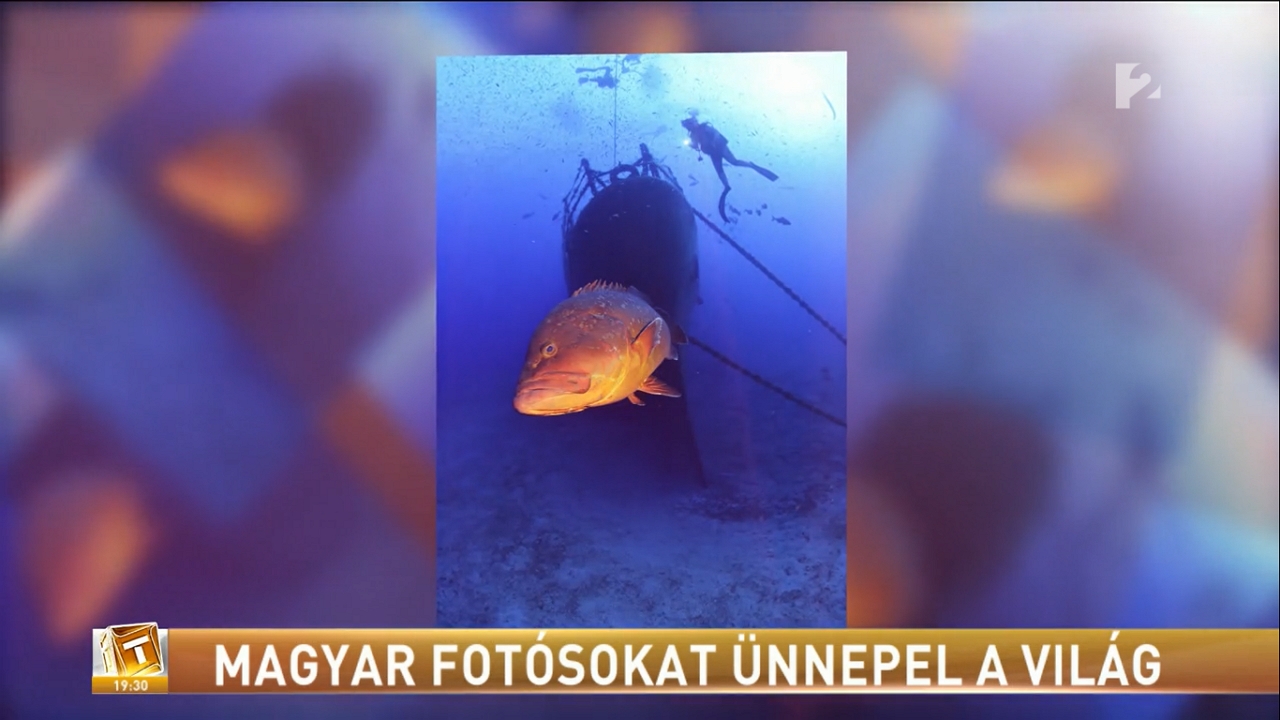 Világbajnok lett két magyar fotós víz alatti fotójukkal