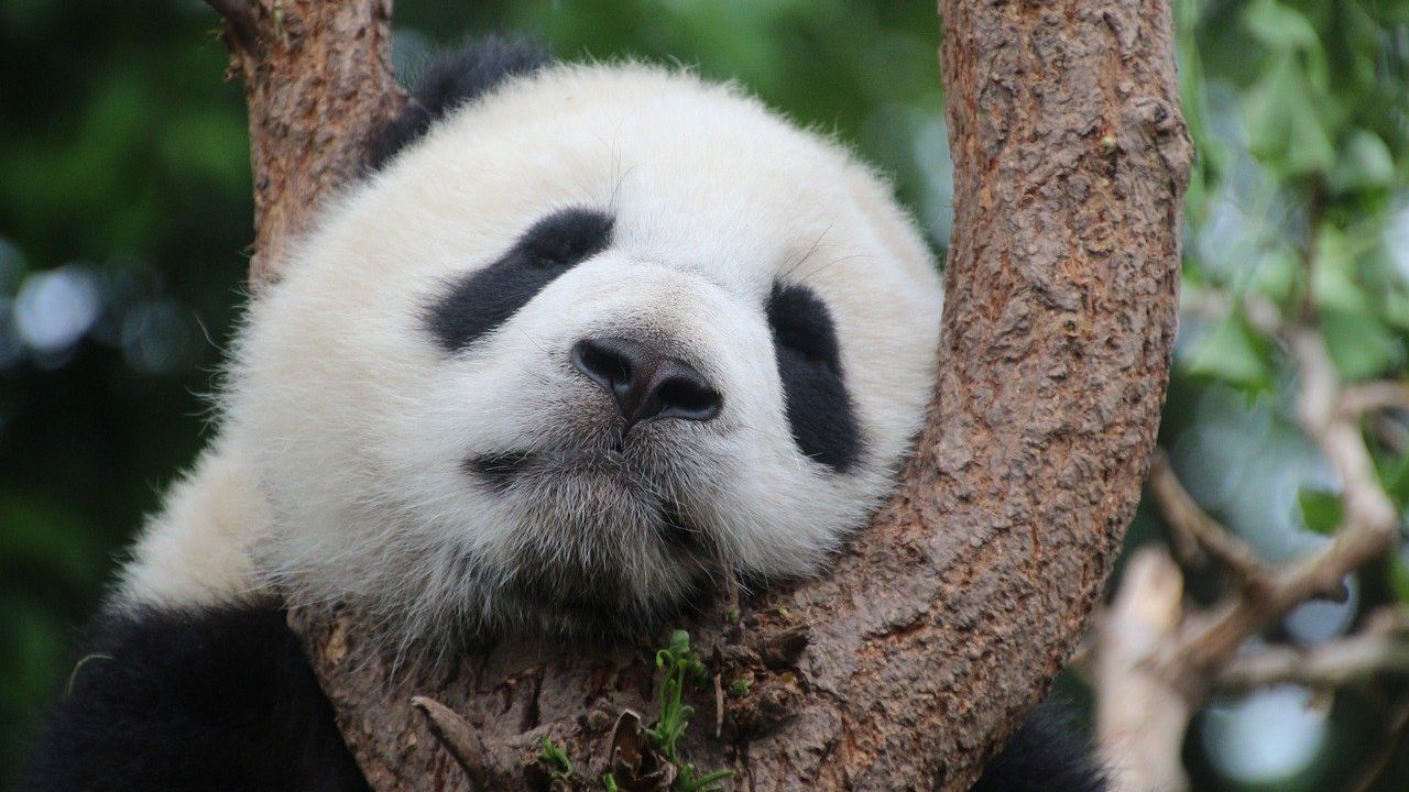 Panda maci pihen