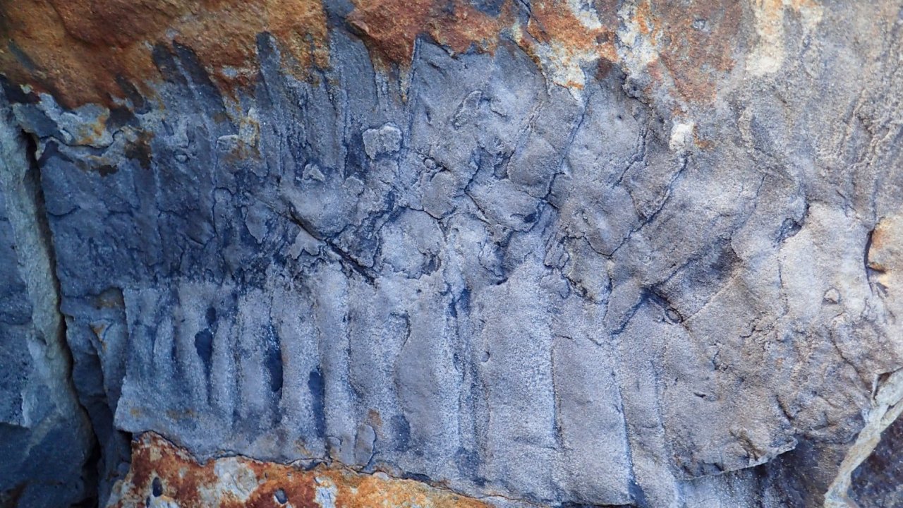 Ezerlábú fosszília