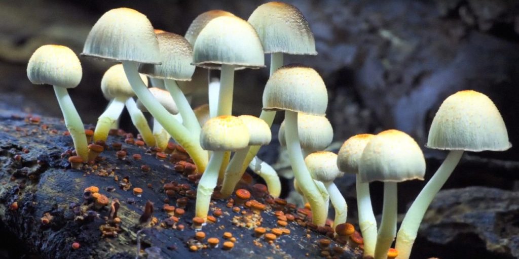 Fantastic Fungi varázsgomba pszichedelikus pszilocibin depresszió