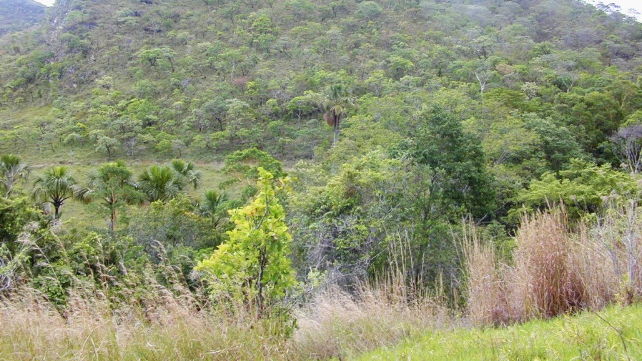 Cerrado szavanna Brazíliában