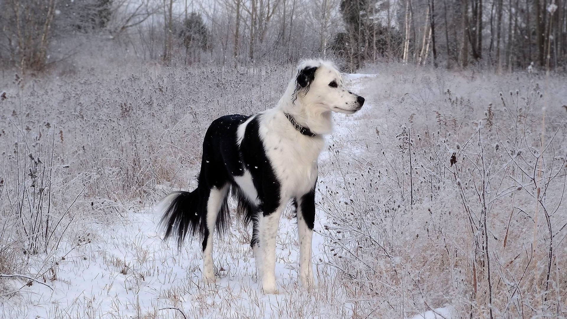 Kutya havas tájjal