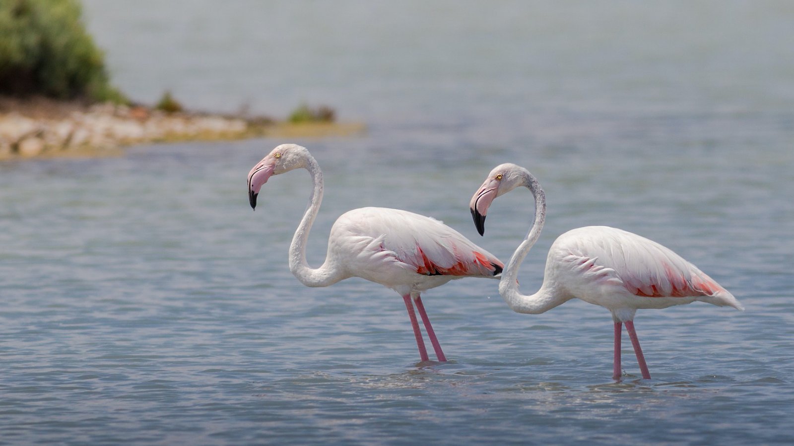 Két rózsás flamingó a vízben