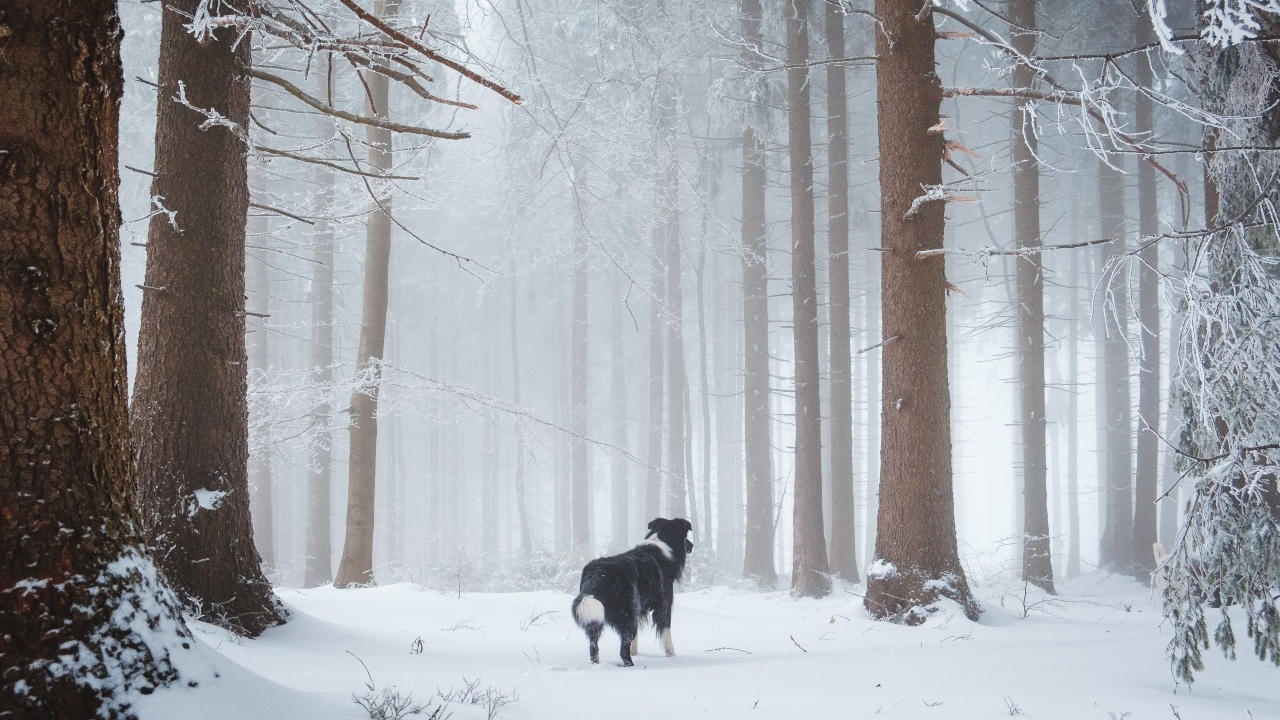 kutya a havas erdőben