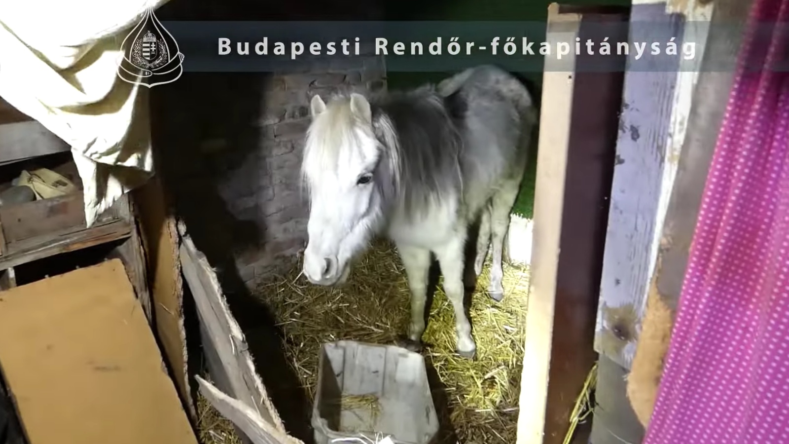 Legyengült ló egy csepeli ház udvarán